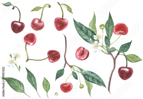 Set of Cherry on branch with flowers isolated, watercolor illustration.