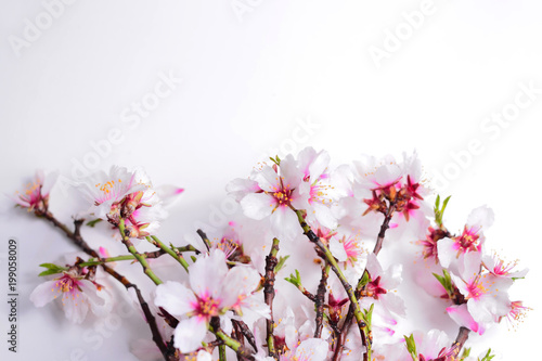 Bouquet of blossoming almonds