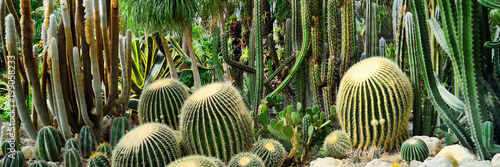 Panorama of various kinds of cacti