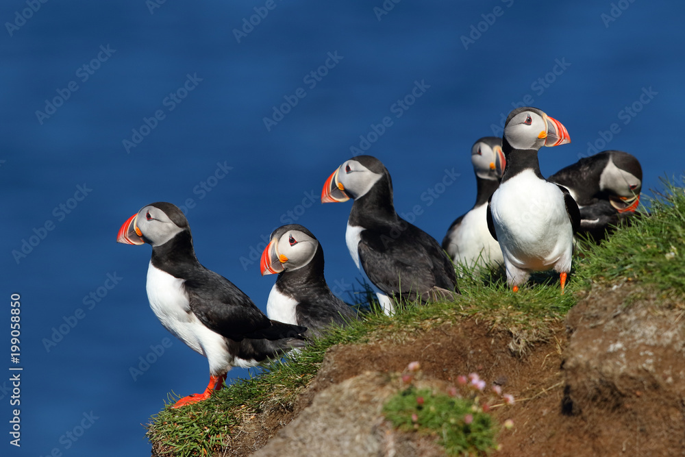 Group of puffins in Latrabjarg cliffs in iceland Group of puffins in Latrabjarg cliffs in iceland