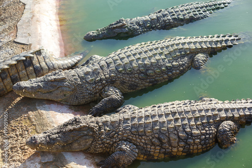 Crocodiles bask in the sun on the shore