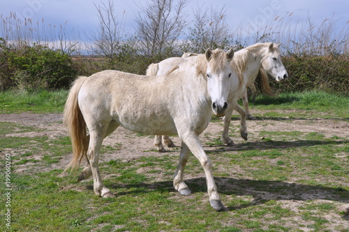 taureau et cheval de Camargue