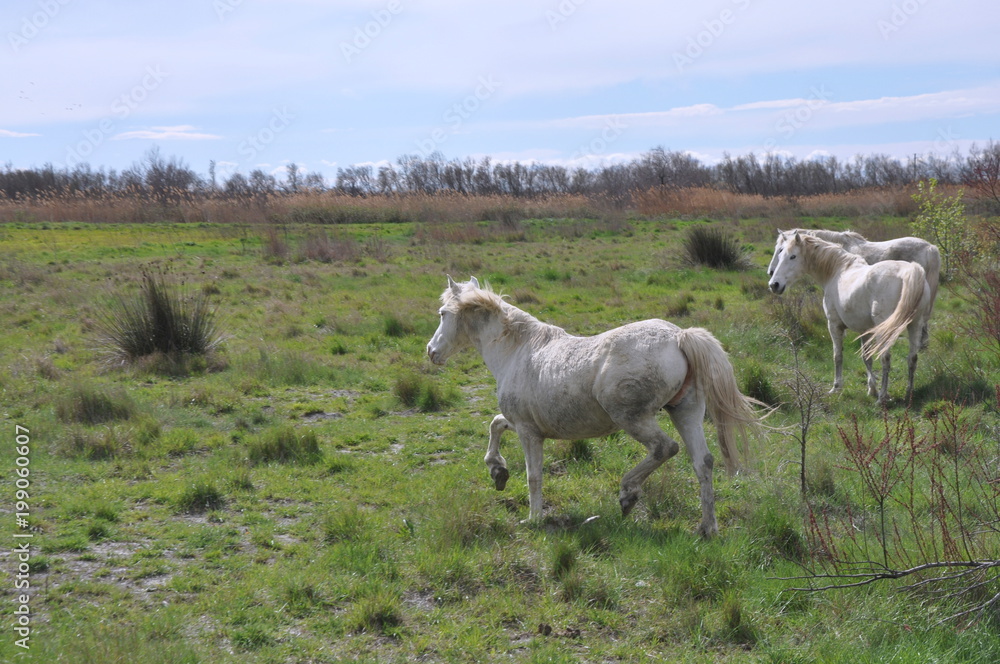 taureau et cheval de Camargue taureau et cheval de Camargue
