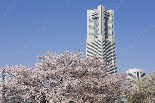 横浜運河パークの桜とランドマークタワー © kyaimu426