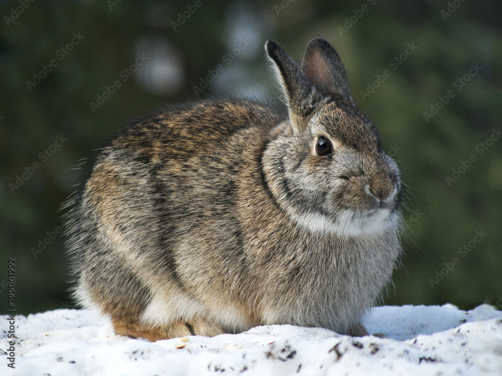 Snowshoe Hare Rabbit - Lepus americanus - on snow in winter Snowshoe Hare Rabbit - Lepus americanus - on snow in winter