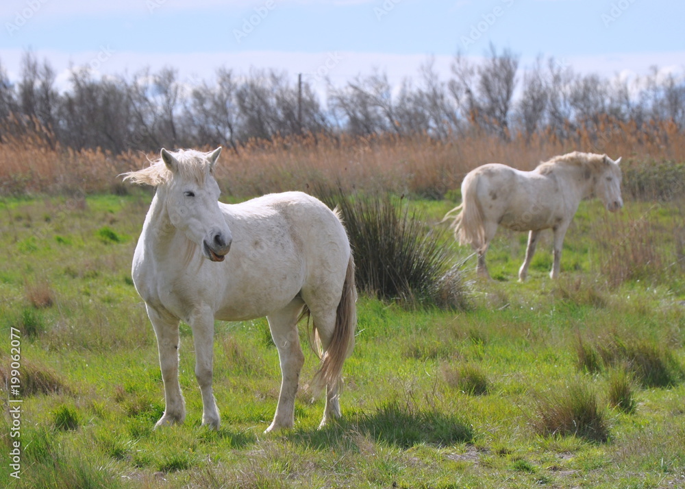 taureau et cheval de Camargue taureau et cheval de Camargue