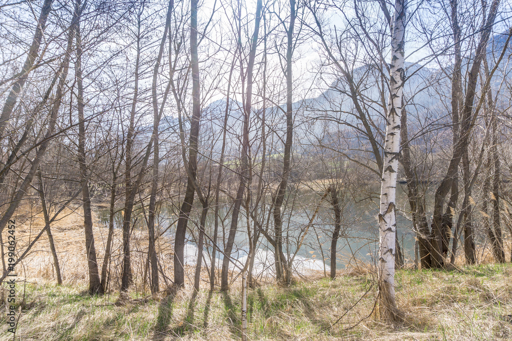 forest with lake, spring walk