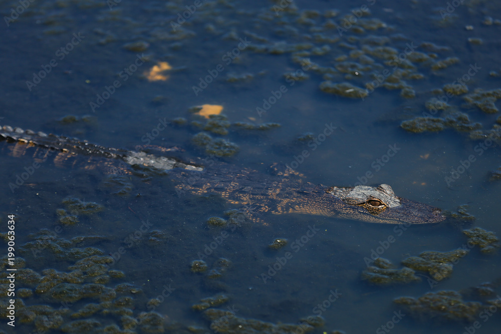 alligator in the swamp alligator in the swamp