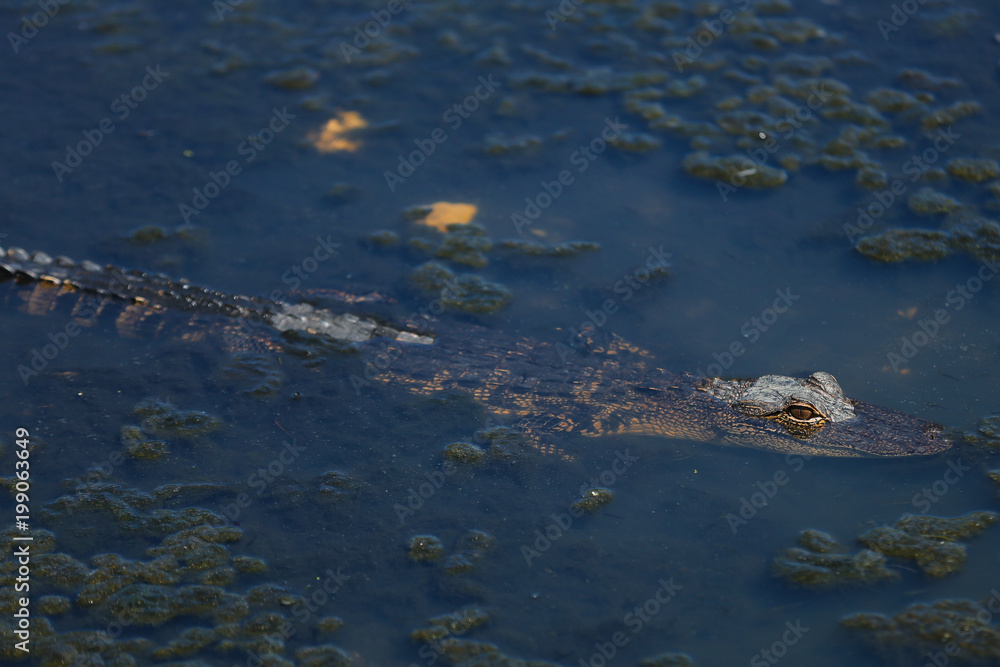 alligator in the swamp alligator in the swamp