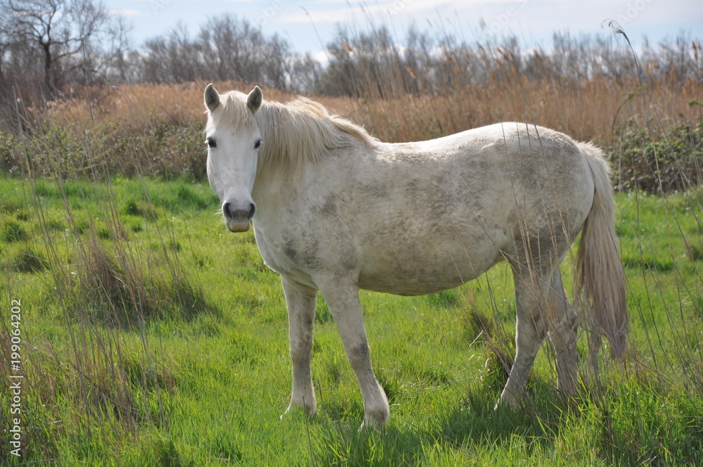 Fototapeta premium taureau et cheval de Camargue