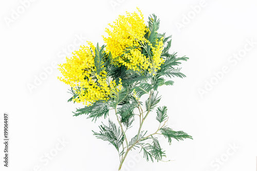Branch of mimosa flowers on white background. Flat lay, top view.