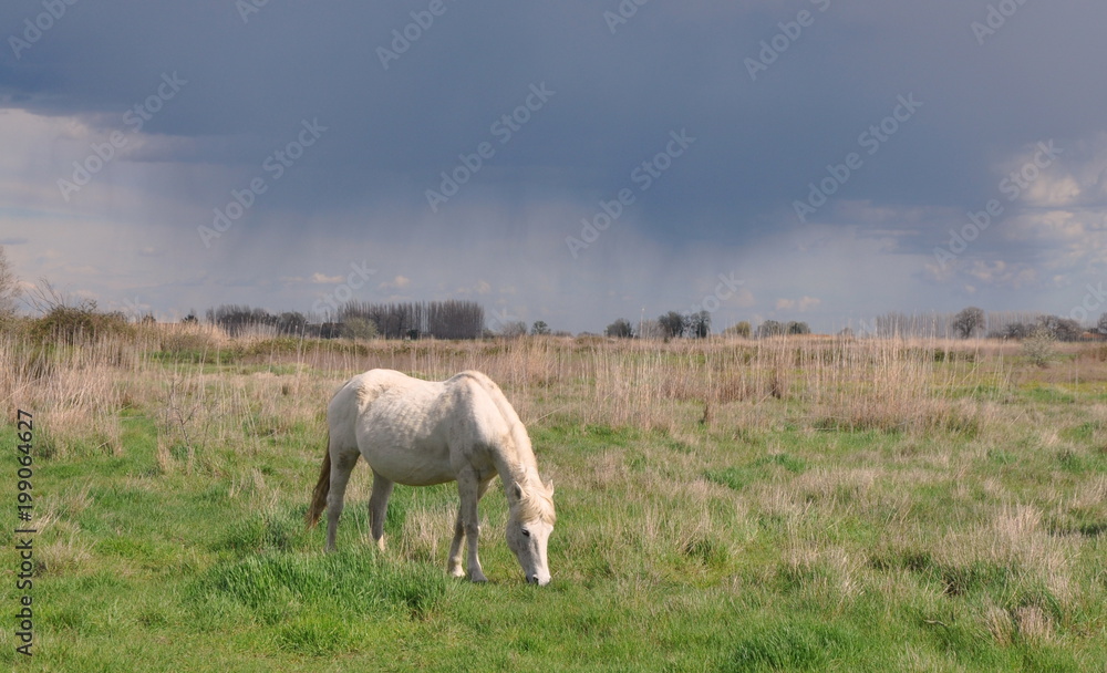 Obraz premium taureau et cheval de Camargue