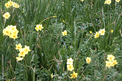 saison des jonquilles