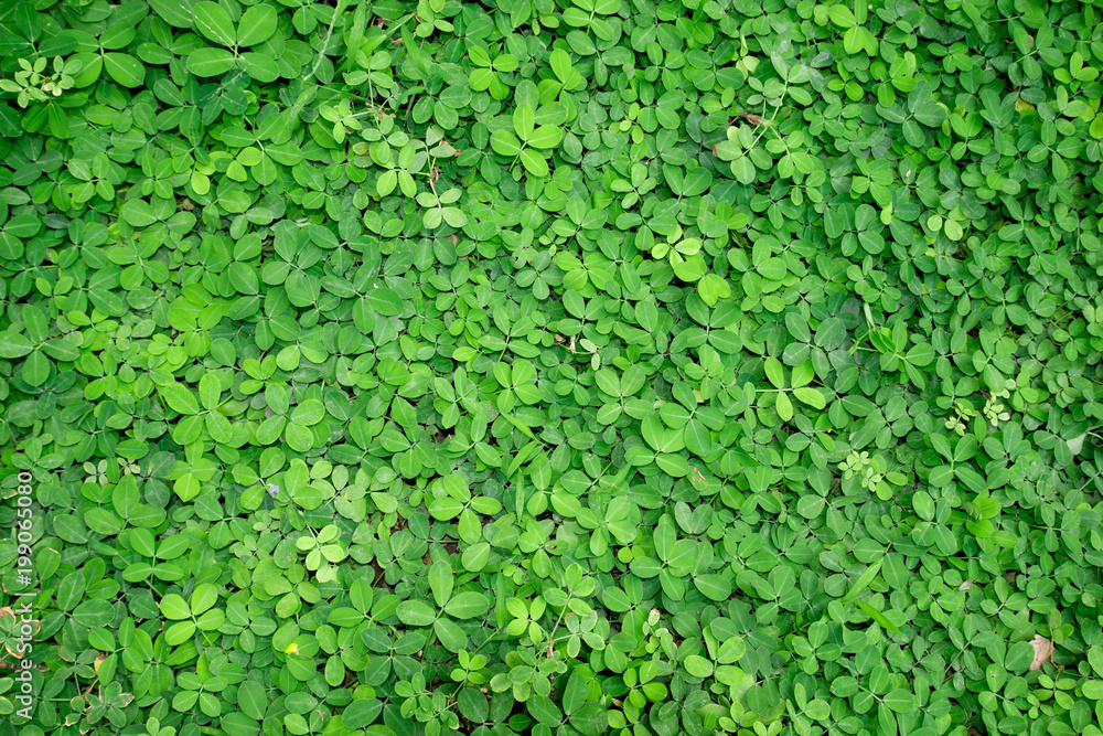 Natural green ivy background Natural green ivy background