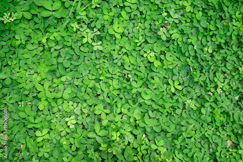 Natural green ivy background