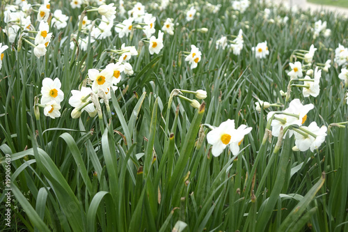 massif de jonquilles