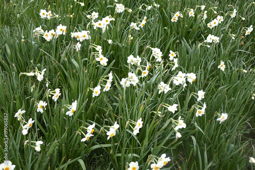 Fototapeta Naklejka Na Ścianę i Meble -  massif de narcisses