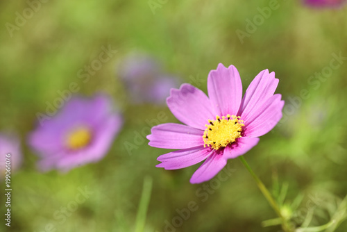 Close-up of cosmos flower in the garden   