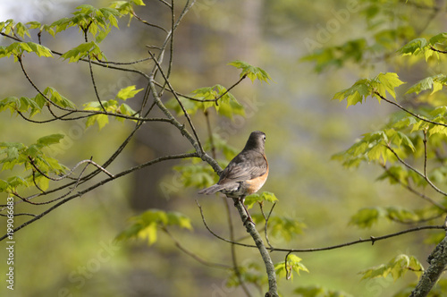 Spring Robin on a branch © Lynn
