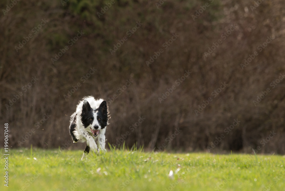 Border collie running in field Border collie running in field