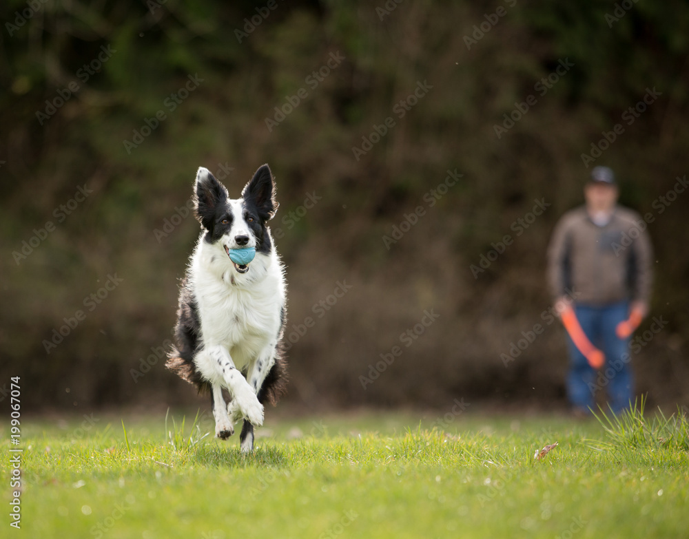 Border Collie running with ball