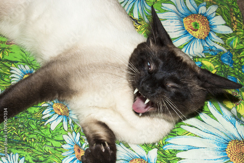Obraz na plátne The Siamese cat bared its fangs in rage