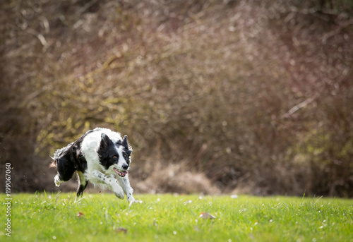 Border Collie running in grass
