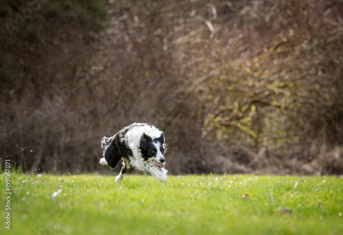 Border Collie running in field