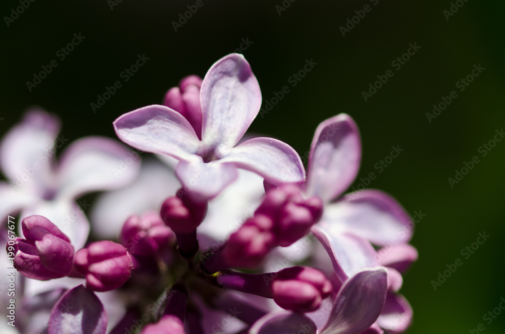Delicate Lilac Blossoms Blooming in Early Spring Delicate Lilac Blossoms Blooming in Early Spring