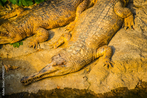 Gavial crocodile in Thai