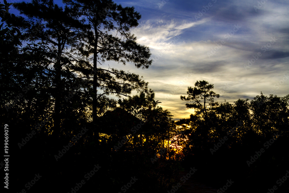 Sunrise idylli silhouette pine Sunrise idylli silhouette pine