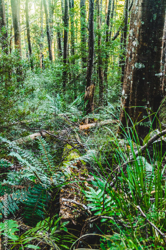 Beech Forest