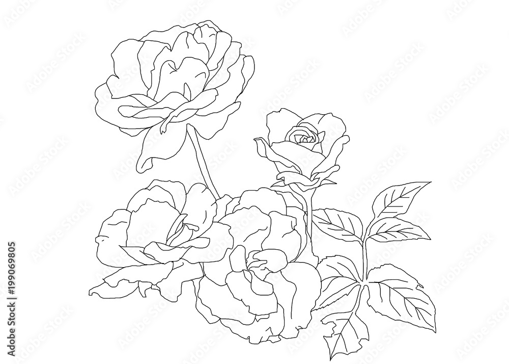 カーネーションの線画 Stock イラスト Adobe Stock