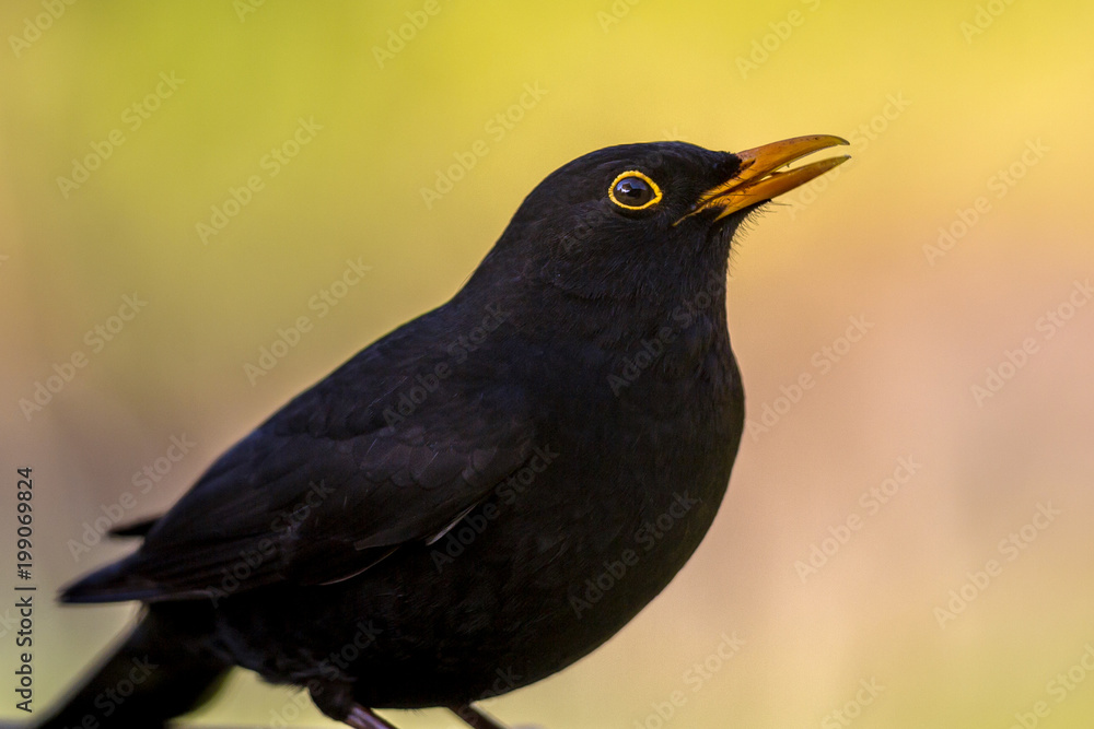 Portrait of male Blackbird vivid background Portrait of male Blackbird vivid background
