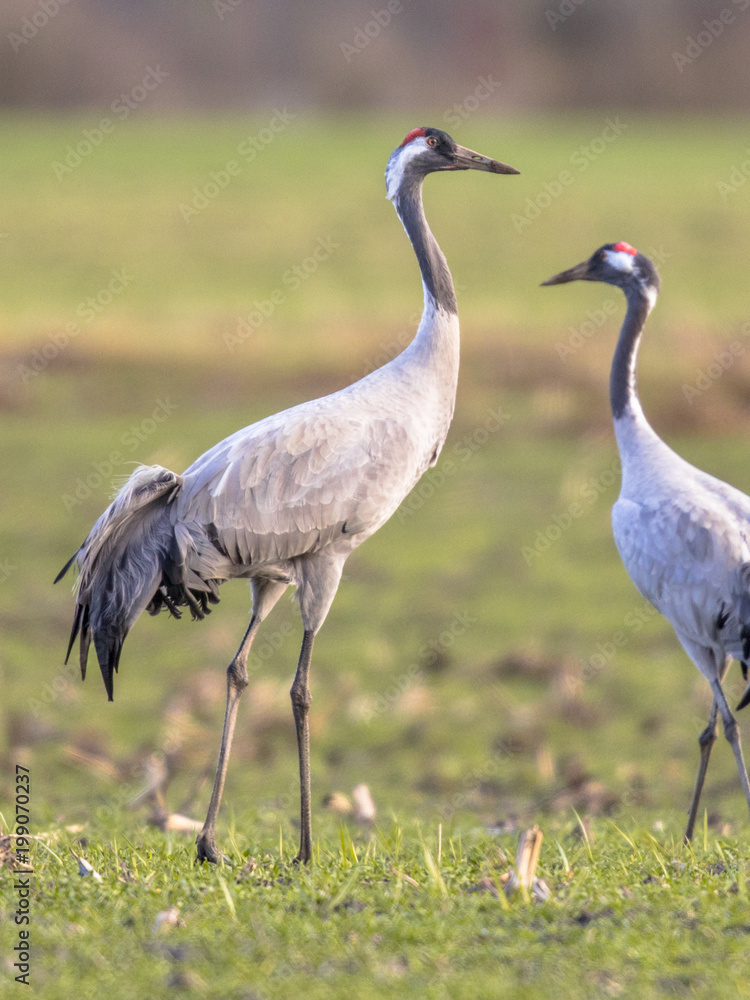 Obraz premium Cranes in green grass field