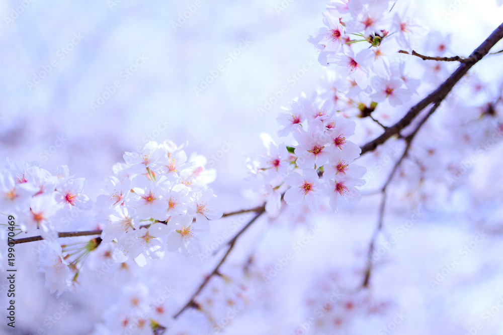 Naklejka premium 桜