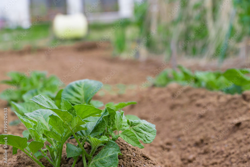 Obraz premium 農業イメージ