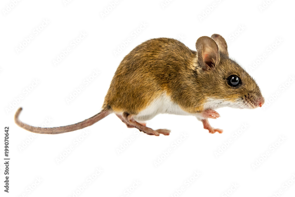 Curious Walking Field Mouse on white background Curious Walking Field Mouse on white background