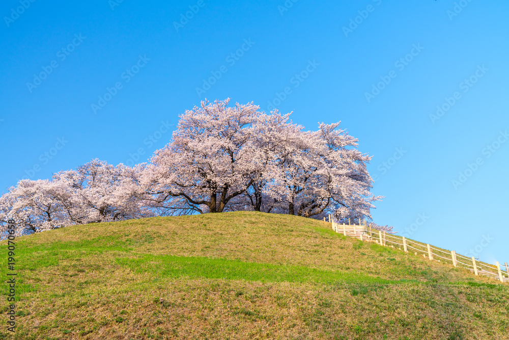 【埼玉】さきたま古墳の桜