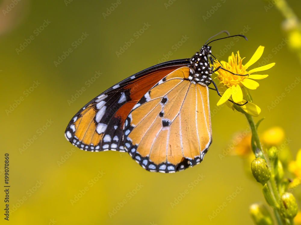 Plain tiger butterfly drinking nectar Plain tiger butterfly drinking nectar