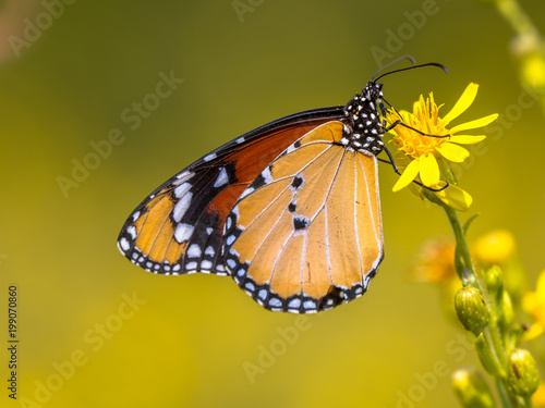 Plain tiger butterfly drinking nectar