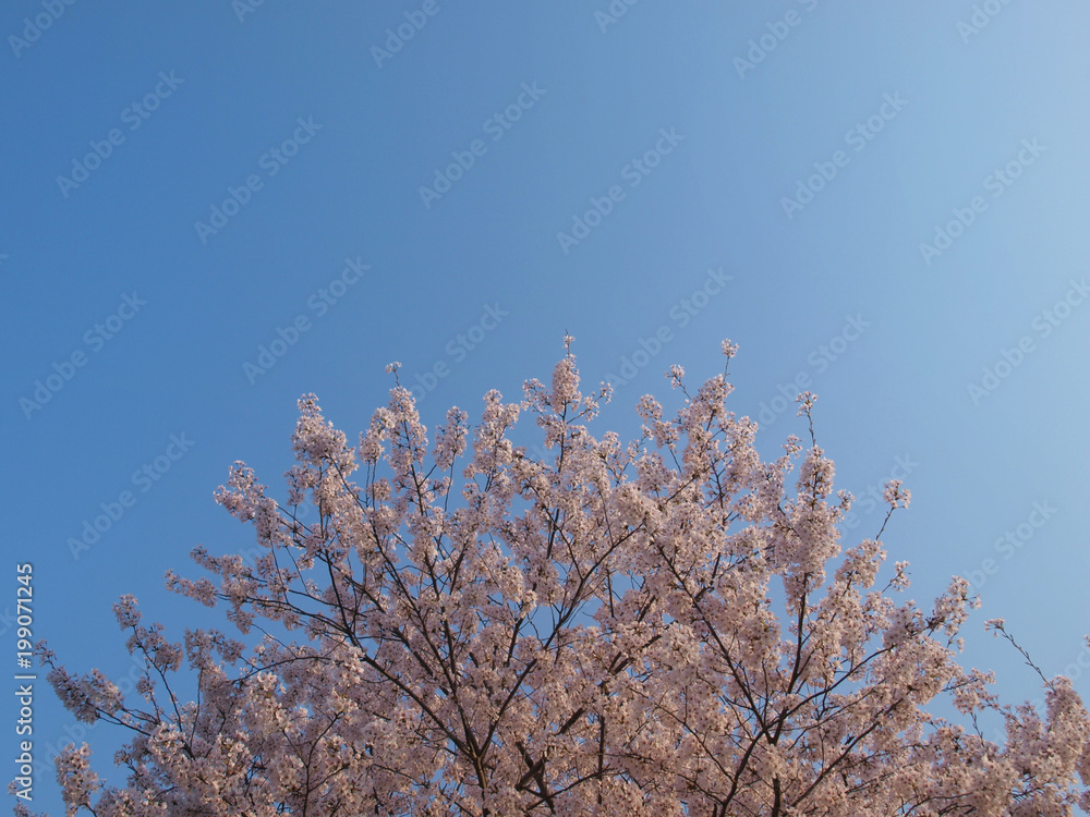 cherry blossom tree top horizontal image