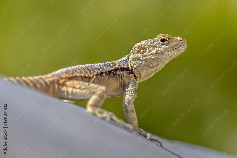 Fototapeta premium Sling-tailed Agama climbing looking up