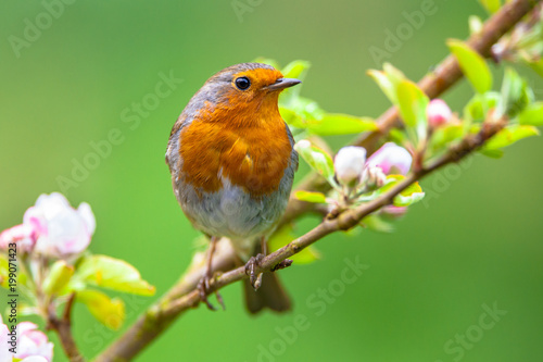 Robin on a branch with white flower buds © creativenature.nl