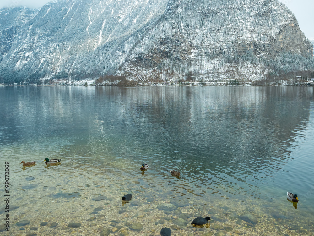 Landscape lake Swan, duck bird Hallstatt in Austria winter season snow Mountain. Wildlife, nature, environment concept Landscape lake Swan, duck bird Hallstatt in Austria winter season snow Mountain. Wildlife, nature, environment concept