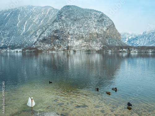 Landscape lake Swan, duck bird Hallstatt in Austria winter season snow Mountain. Wildlife, nature, environment concept
