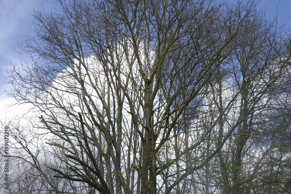 arbre en hiver arbre en hiver