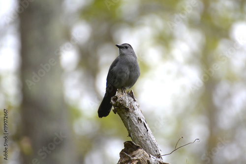catbird perched on a dead tree in the marsh