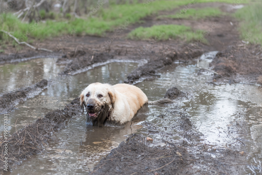 Dog sitting in a mud puddle getting very muddy Stock Photo Adobe Stock