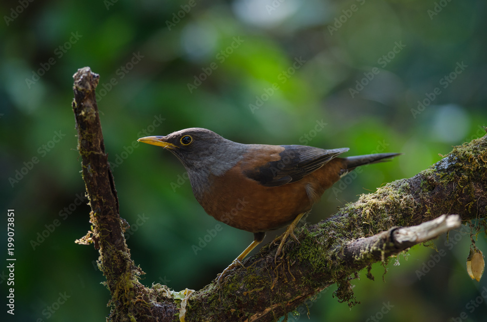 Chestnut thrush (Turdus rubrocanus) bird Chestnut thrush (Turdus rubrocanus) bird